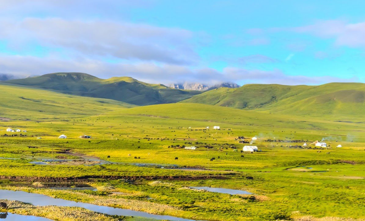 Summer grassland in Golog